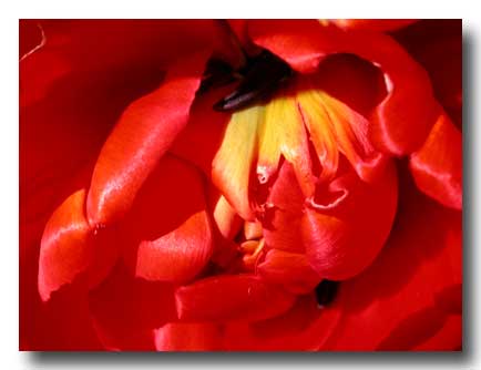 photo tulipe rouge avril  copie
